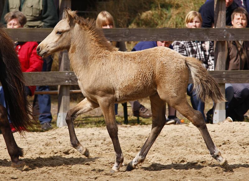 Heidar von Heidmoor.jpg
